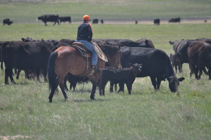 cattle herders on the job